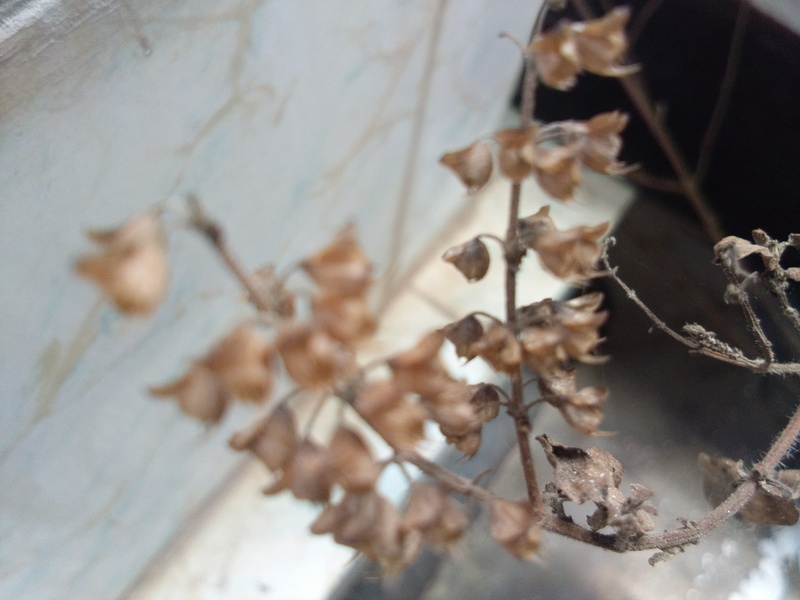 cuttack, leaf, branch, flower, day, nature, selective focus, flowering plant, leaves, plant part, close-up, tulsi, no people, dead plant, death, 2K, dry leaf