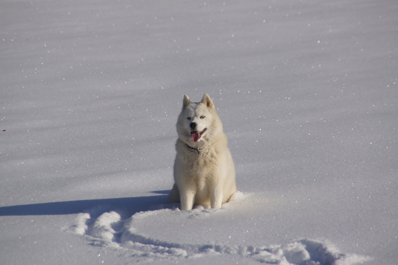 no people, white color, summit, savoie, snow, land, dog, animal themes, husky, cold temperature, one animal, domestic animals, mountain, bauges, landscape