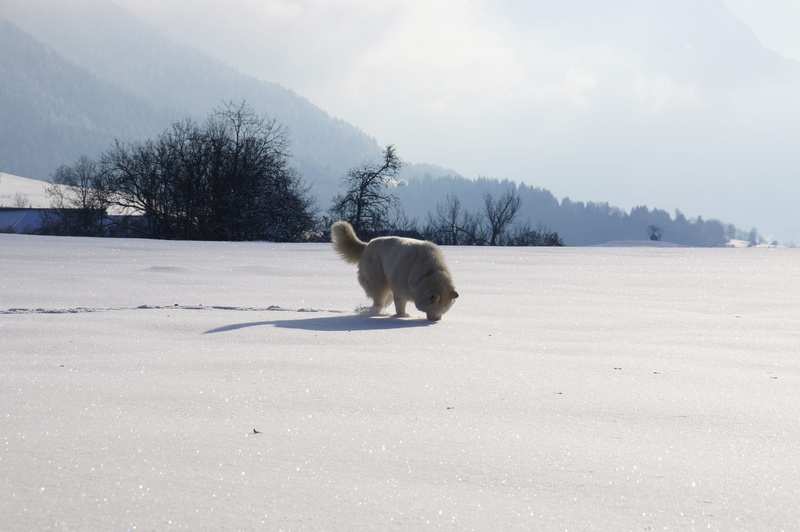 no people, day, 4K, savoie, snow, beauty in nature, one animal, mammal, domestic animals, white color, animal, vertebrate, alps, winter, pets, landscape