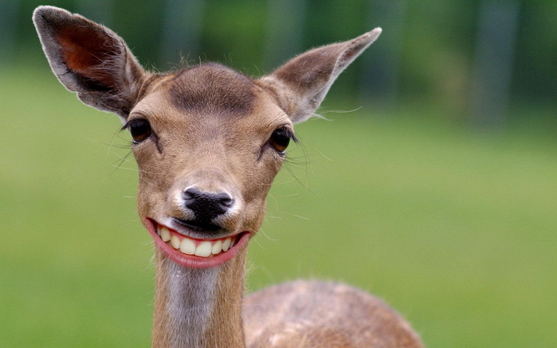 cheese, cheeeeeseeeee, smile, animals, deer, 1080P, say
