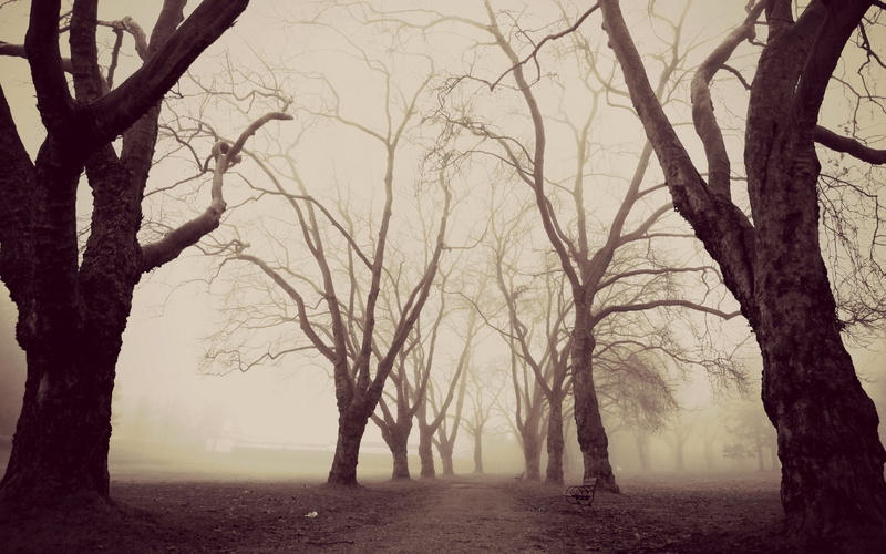 trees, surrounded, 720P, fogs, sepia, bench, mysterious, morning, park, mist, path, winter, bare, nature