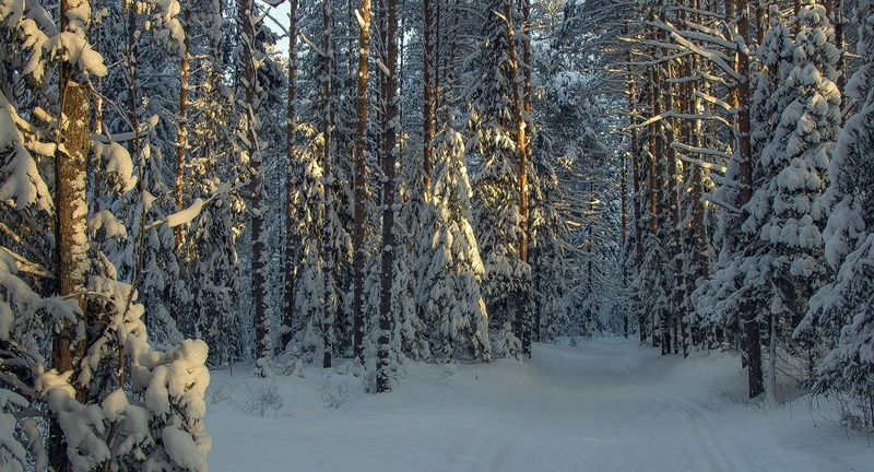 2000x1080 px, forest, art, x, nature, Winter, 1080P, warcraft, snow, cold, Landscape, sunlight, games, hd, path, px, morning, video, Trees, world, Russia