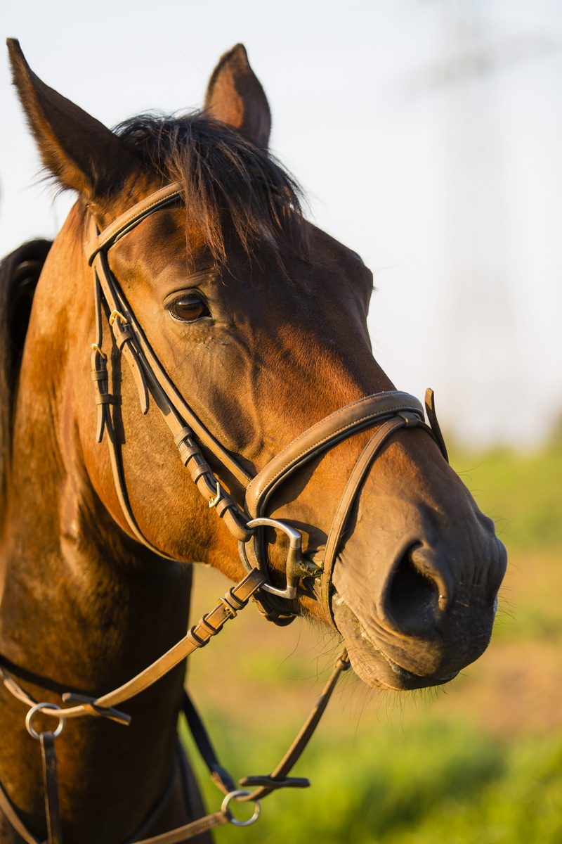 close-up, horseman, horse, domestic, balk, obstacle, barricade, working animal, show jumping, day, mammal, handicap, outdoors, equestrian, bridle, rider