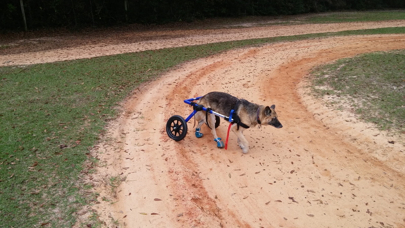 transportation, old, animal themes, domestic, canine, domestic animals, mammal, animal, vertebrate, day, one animal, dirt, no people, pets, german shepherd