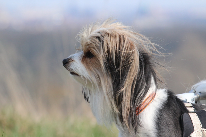 IMG, pets, coated, cute, 5K, puppy, tricolor, Handicap, long, size, animal, Hund, outdoors, small, nature, purebred Dog, dog, mammal, canine, shot, close