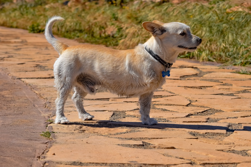 land, one animal, handicapped, outdoors, small, no people, canine, adorable, pet collar, 5K, pet, chihuahua - dog, pets, cute, disabled, mammal, animal