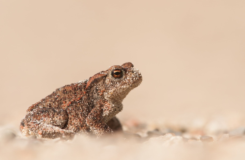 no people, animals in the wild, lizard, 1080P, toad, animal, day, animal wildlife, portrait, outdoors, animal head, one animal, animals, macro, animal body part