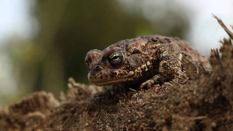 amphibian, 2K, toad, animals, macro