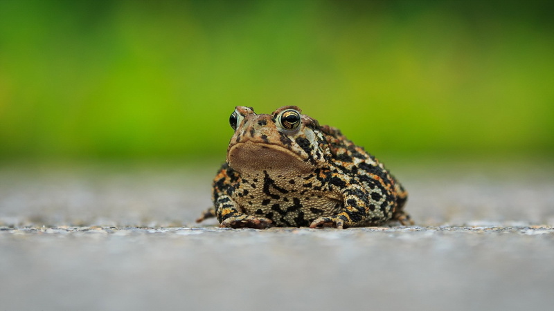 portrait, toad, rock, animals, selective focus, looking, no people, close-up, nature, animal themes, animal head, vertebrate, one animal, animals in the wild