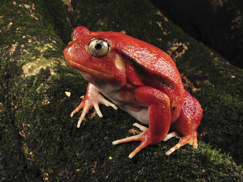 toad, animals, 720P, bull, frog, red