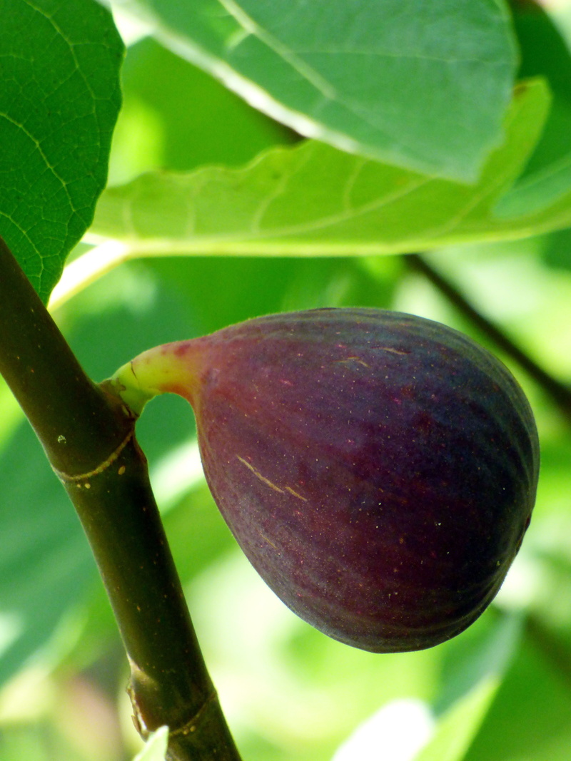 food, growth, summer, fig, tree, ripe, close-up, freshness, healthy eating, outdoors, fig tree, agriculture, plant part, day, green, no people, food and drink