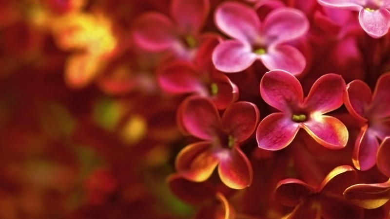 petaled, springtime, flowering plant, freshness, beauty in nature, lilac, 1080P, red, plant, selective focus, vulnerability, growth, flowers, purple, no people