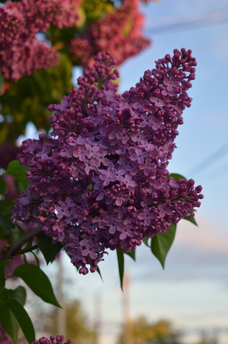 lilac, 5K, flowers, violet