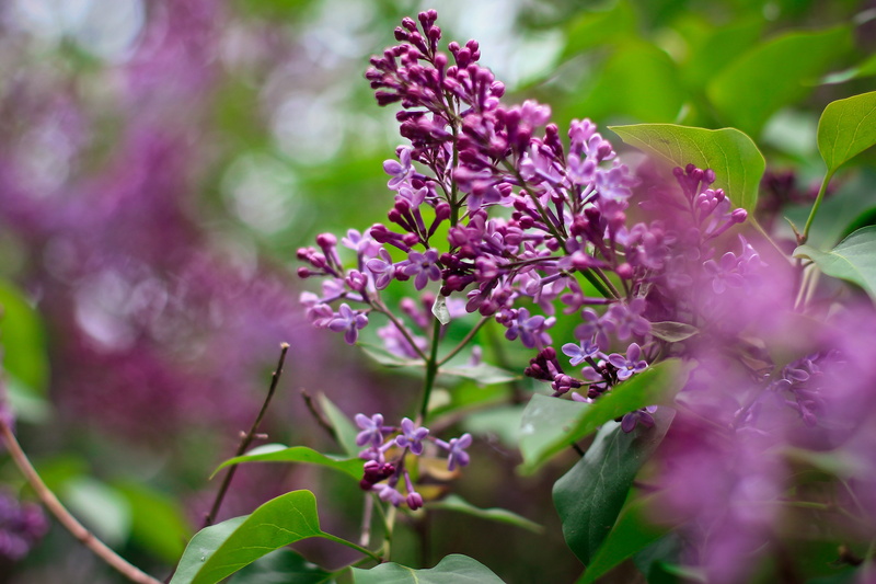 lilac, close-up, beauty in nature, leaf, growth, spring, plant part, freshness, flowers, bunch of flowers, petal, purple, springtime, flowering plant, selective focus