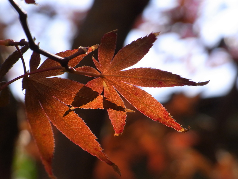 forest, red, nature, season, leaf, branch, 2K, leaves, outdoors, tree, close-up, autumn, cannabis, plant, JPG