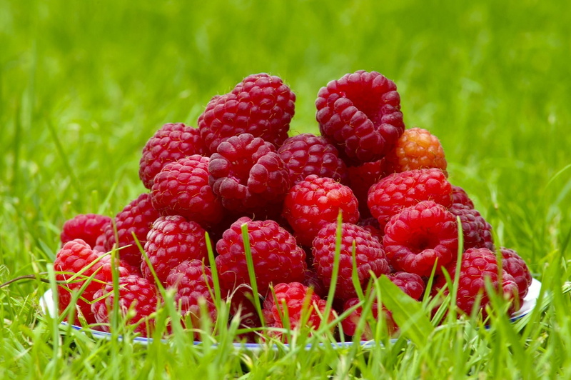 berry fruit, food, macro, freshness, no people, plant, raspberries, raspberry, green color, growth, red, nature, food and drink, fruit, ripe, close-up