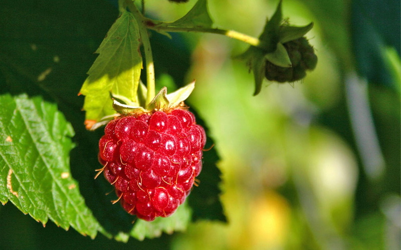 leaf, raspberries, food, outdoors, healthy eating, fruit, ripe, wellbeing, focus on foreground, 1080P, green color, nature, macro, berry fruit, close-up