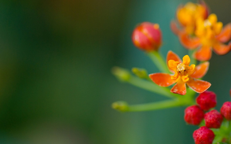 butterfly, selective focus, day, grass, flower head, flower, vulnerability, flowering plant, stem, fragility, red, orange color, flowers, inflorescence