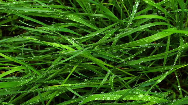 beauty in nature, freshness, weeds, green color, rain, green, outdoors, no people, close-up, full frame, blade of grass, day, backgrounds, dew, wet, growth