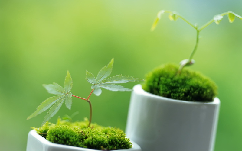 macro, nature, moss, summer, dirt, 1080P, new Life, houseplant, agriculture, leaf, cultivated, potted plant, grass, herb, beauty in nature, leafed, green Color