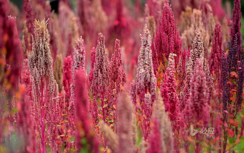 purple, alternative medicine, therapy, outdoors, bing, field, gardening, no people, flowerbed, 1080P, medicine, abundance, flower, land, lavender
