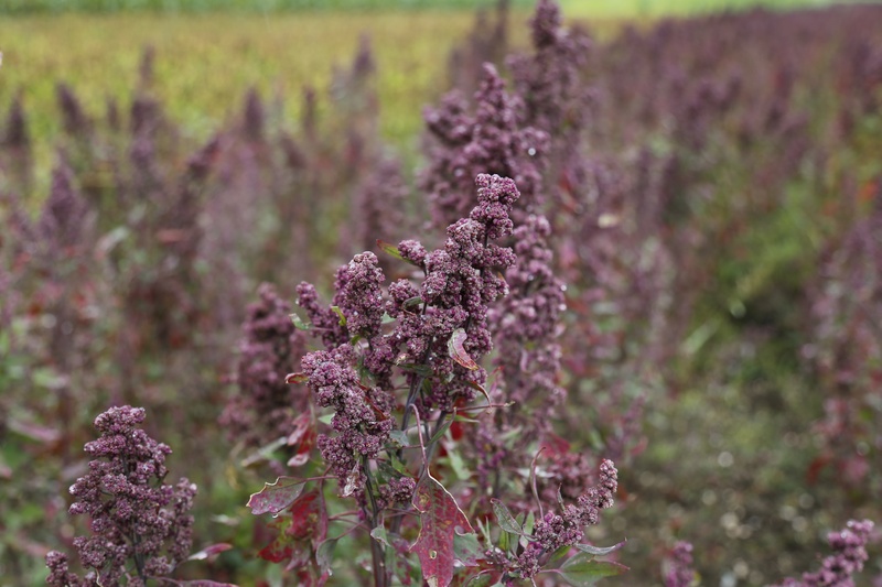 focus on foreground, nature, fragility, lavender, flowering plant, flowers, day, flower, arable, plant, blossom, food, agriculture, no people, herb, freshness