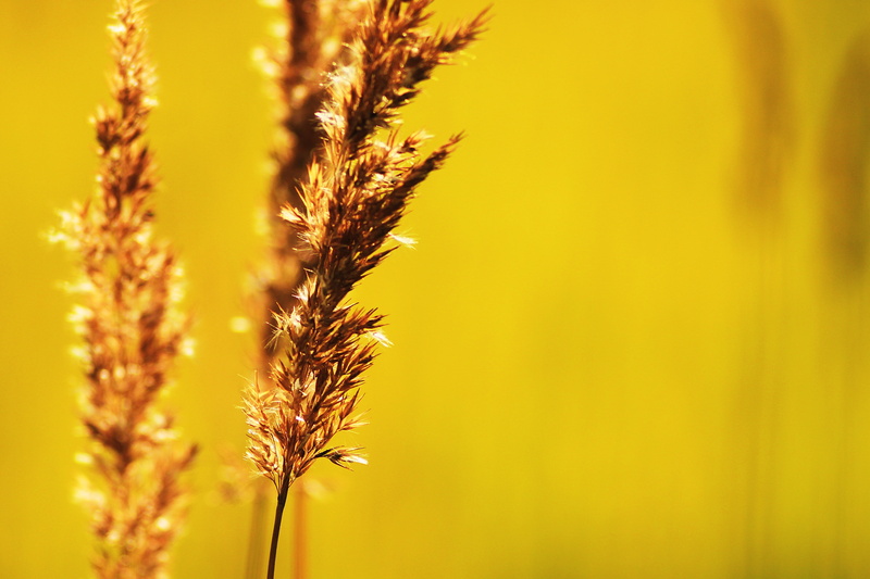 crop, growth, land, ripe, heat, living nature, wild flowers, harmony, farm, cereal plant, handsomely, macro, grass, wheat, roast, nostalgia, yellow, memories