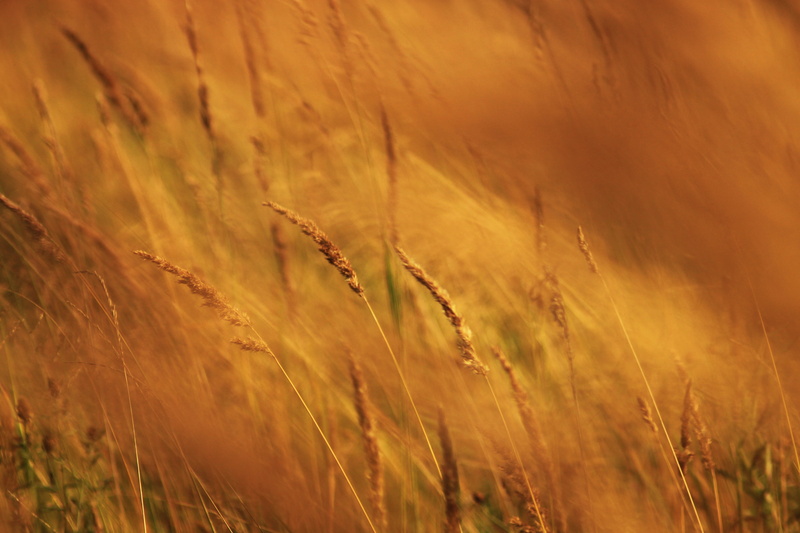 cereal plant, bright, beautiful, barley, roast, oat - crop, agriculture, wheat, summer, nostalgia, no people, yellow, living nature, harmony, rural Scene