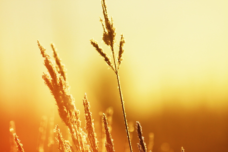 closeup, exhilarating, sun, summer flowers, morning, memories, roast, heat, sky, beautiful, photo, focus on foreground, june, tranquility, living nature