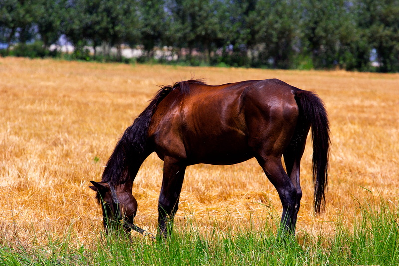 konyashka, sun, gelding, foal, Brown, nag, 5K, on natures, Nature, ride, summer, pony, yellow, side view, the pacer, filly, grazing, day, Horse, vertebrate
