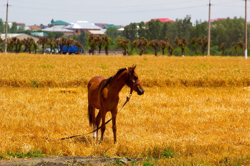 outdoors, no people, one animal, nag, 5K, stallion, filly, antenna, paddock, grass, land, mare, herbivorous, village, sun, the pacer, heat, mountain, animal themes