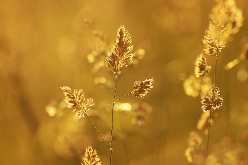 outdoors, day, landscape, blooming, wheat, rural scene, yellow, grass, field, gold, flowering plant, 4K, harmony, memories, heat, hayfield, springtime