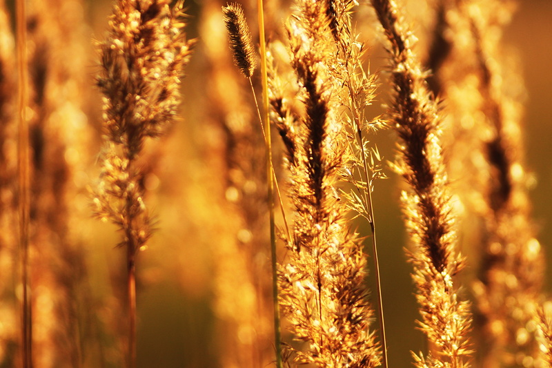 summer, day, harmony, sun, growth, wheat, brown, selective, 4K, close-up, wild flowers, nostalgia, exhilarating, photography, rural scene, macro, agriculture