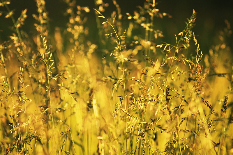 fragility, brown, selective, fried, macro, outdoors, selective focus, memories, close-up, plant, sun, summer, flower, crop, handsomely, beautiful, land