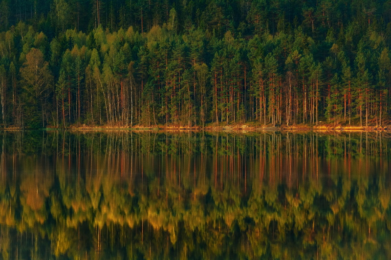 figure, growth, land, reflections, plant, coniferous tree, the stage, waterfront, forest, peace of mind, nature, green, 5K, beauty in nature, woodland
