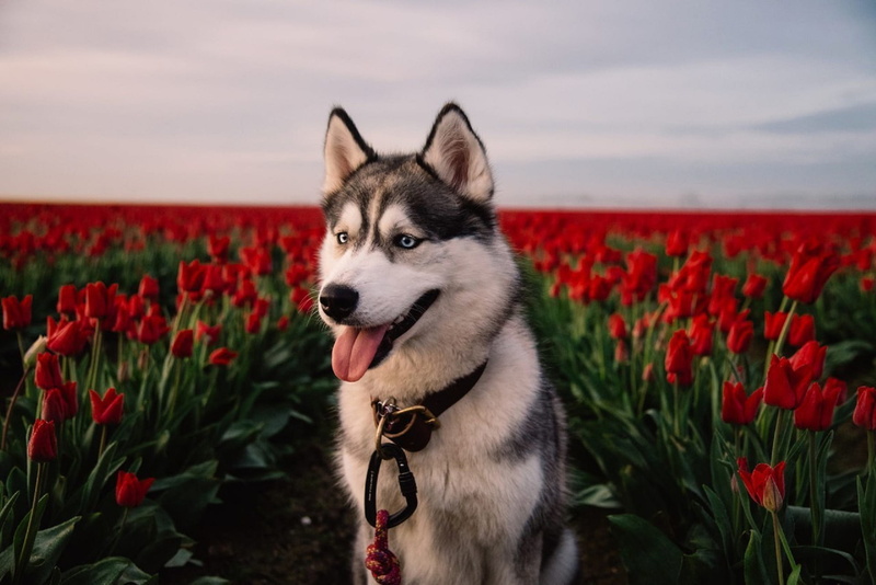 red, 1080P, Laika, field, dog, husky, tulips, flowers