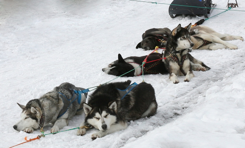 husky, two animals, competition, winter, mans best friend, sleds, dog sled race, mammal, purebred dog, domestic animals, animal themes, cold temperature