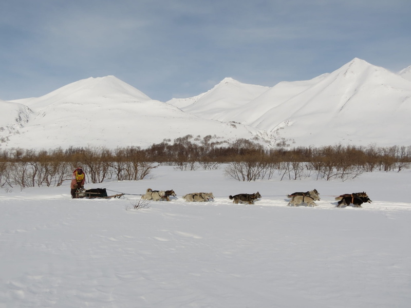 sky, outdoors, mountain, dog, non-urban scene, field, scenics - nature, mans best friend, husky, hill, snow, cold, mountain range, sleds, mountains, vacation