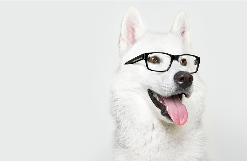 protruding, vertebrate, mammal, animal mouth, mouth, domestic, framed, domestic animals, glasses, animal, animal head, dog, sticking out tongue, facial expression