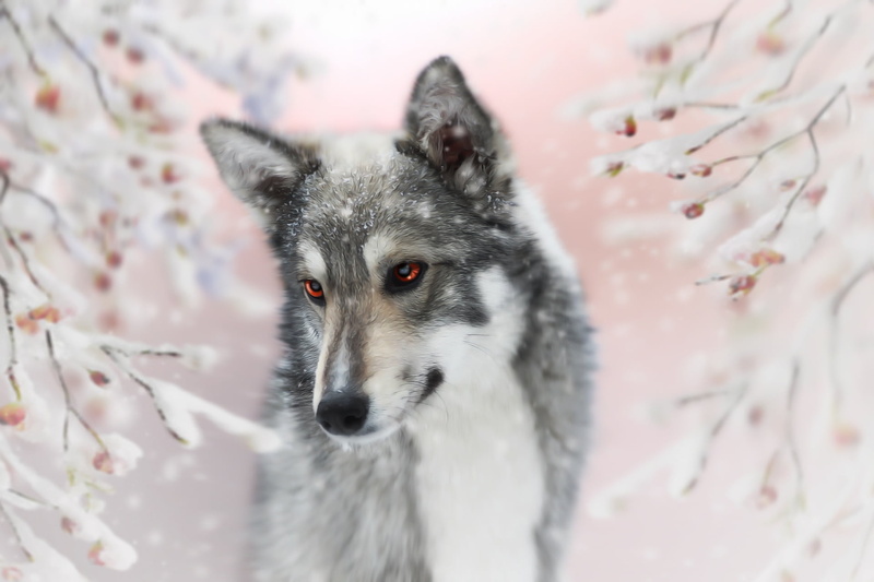 each, background, dog, Laika, 1080P