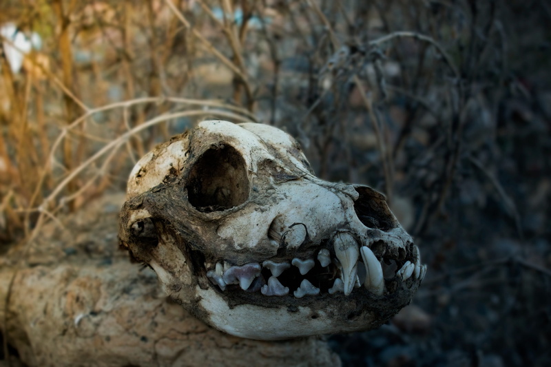 skeleton, spooky, no people, animal head, laika, landscape, dog, skull, body part, travel, snow, animal bone, close-up, winter, 5K, nature, night, mountains