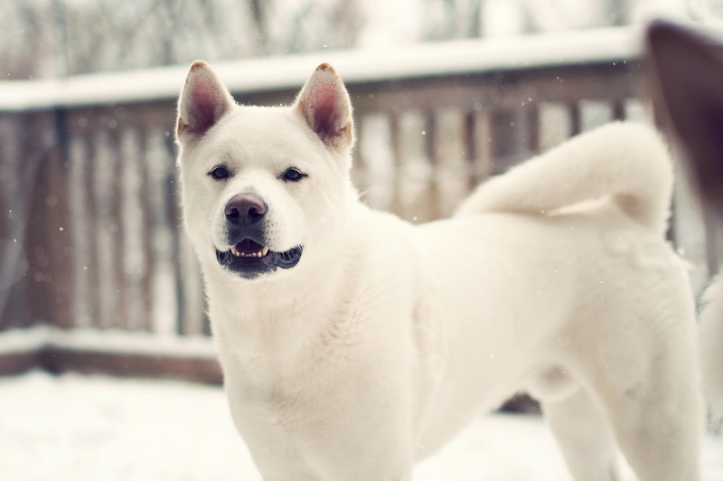 winter, 1080P, Dog, Laika