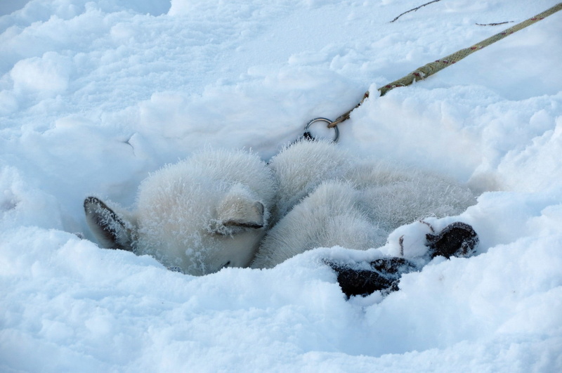 running, day, no people, race, white color, vertebrate, sleds, competition, snow, mans best friend, animal family, cold temperature, animals in the wild