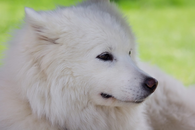 friendship, no people, park - Man Made Space, samoyed Dog, vertebrate, domestic, animal hair, purebred Dog, white color, nature, snout, pets, White, puppy