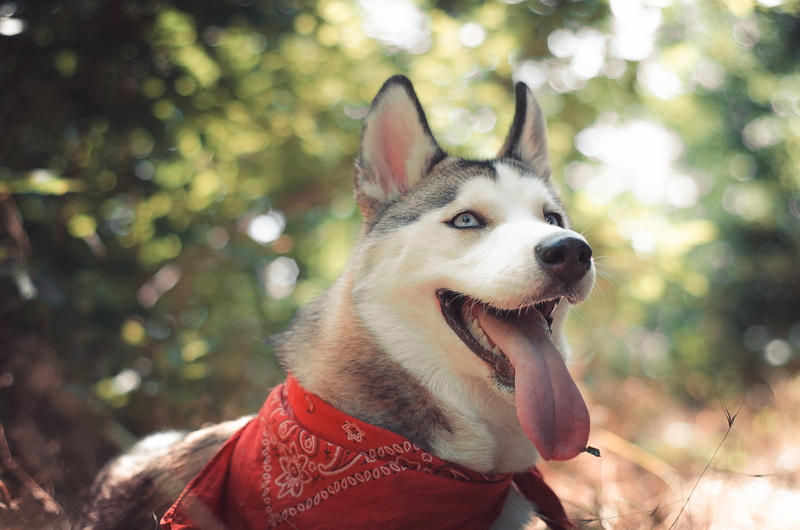 land, sticking out tongue, cute, human Face, Husky, white, beauty In Nature, facial expression, day, friendship, outdoors, no people, looking, siberian
