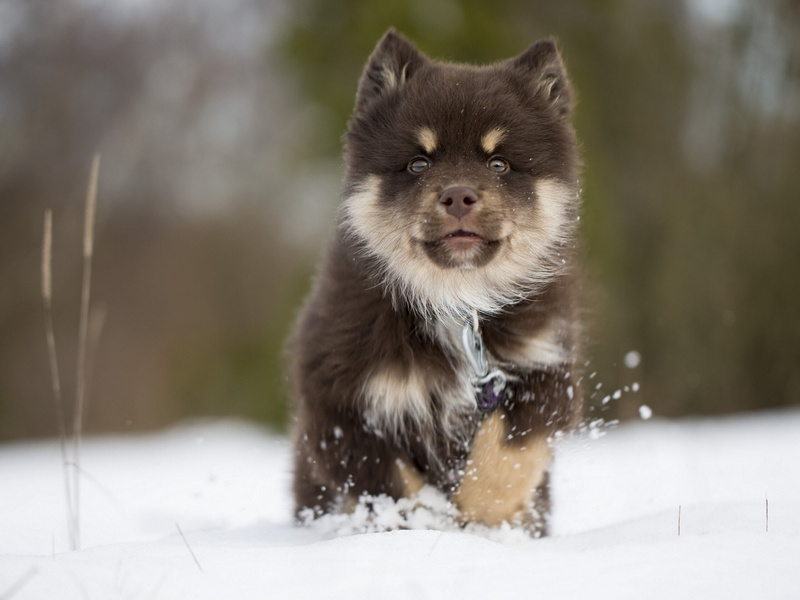 snowing, dog, winter, finnish, front view, puppy, nature, pets, day, 1080P, domestic animals, muzzle, mammal, animal themes, Laika, snow, a, Loparskaya
