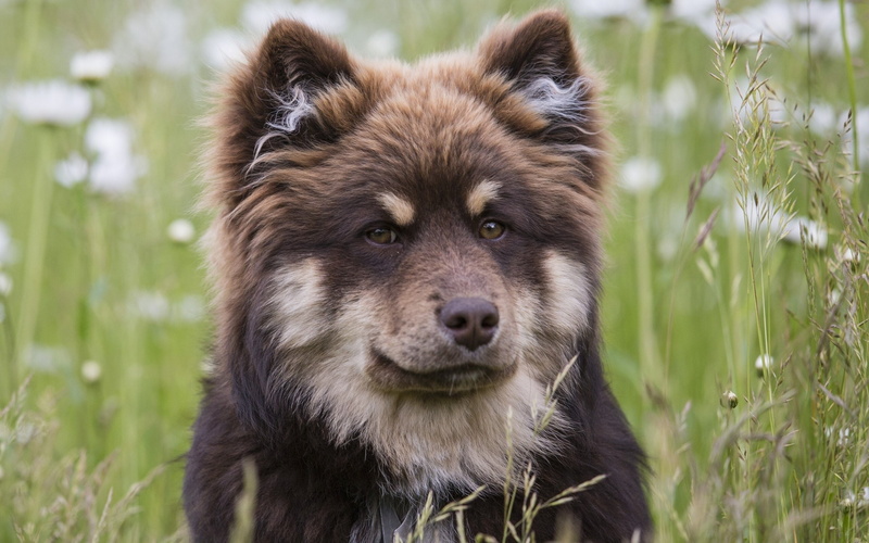 animal, focus on foreground, puppy, no people, a, one animal, mammal, domestic, day, pets, muzzle, animal themes, Laika, finnish, animal head, portrait