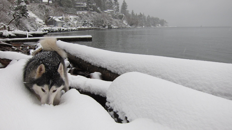domestic animals, lake, mammal, pets, black, water, no people, day, siberian, winter, relaxation, scenics - nature, domestic, 1080P, outdoors, white, husky