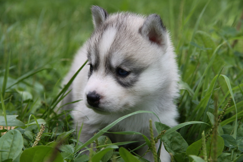 small dog, blue eyes, grass, puppy, Laika, 4K, husky