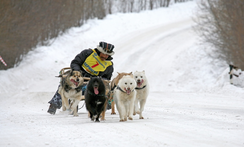 the musher, purebred dog, competition, dog, snowing, sleds, husky, running, animal themes, cold temperature, canine, laika, race, warm clothing, snow, winter